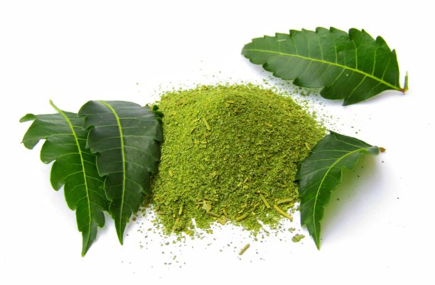 印楝叶带粉末，印楝叶孤立白色背景，药用印楝叶库存照片图片下载