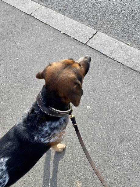 牵着狗狗等着过马路图片下载