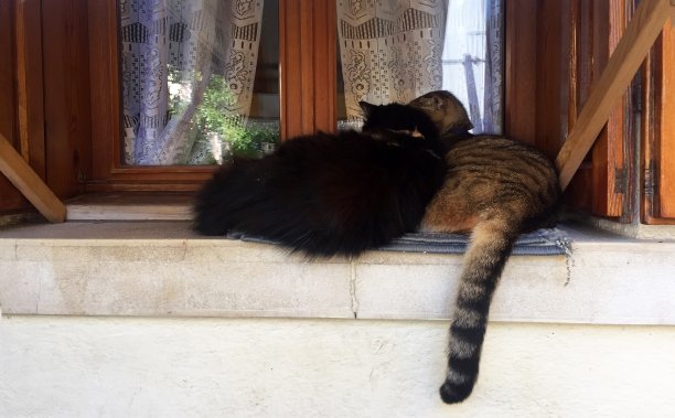 在村庄的窗户上睡觉的猫。图片下载