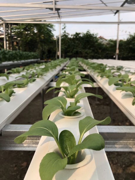 新芽水培农场图片下载