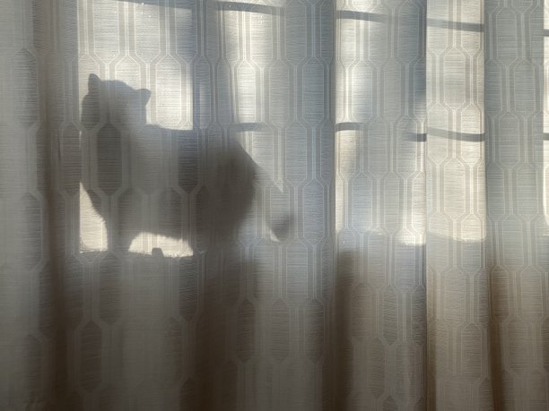 猫的影子图片下载