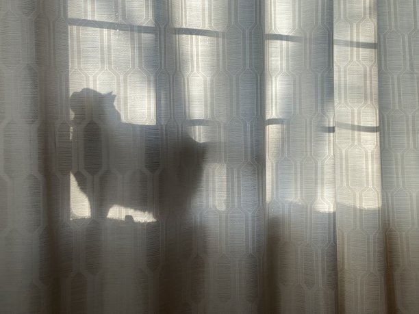 猫的影子图片下载