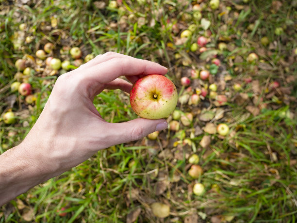 最好的选择，拿着最好的苹果比较其他的，黑莓苹果图片下载