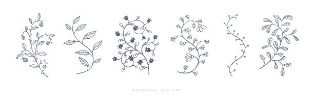 设置手绘卷曲的草和花。图片下载