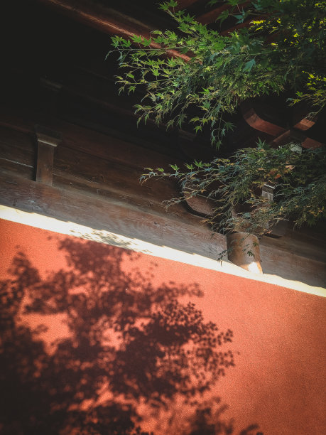 中国传统园林中的红墙和树图片下载