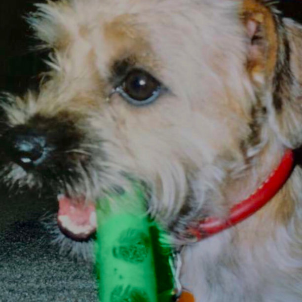 耐嚼的女孩图片下载