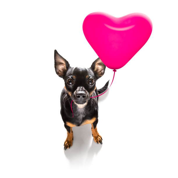 情人节快乐的狗图片下载