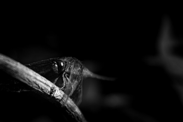 黑与白的美图片下载