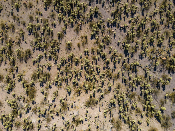 跳跃的卓拉仙人掌动物群图片下载