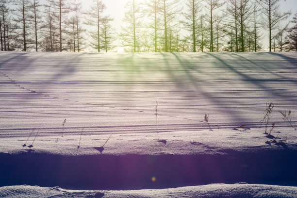 雪地上的树影和野兽的脚印图片下载