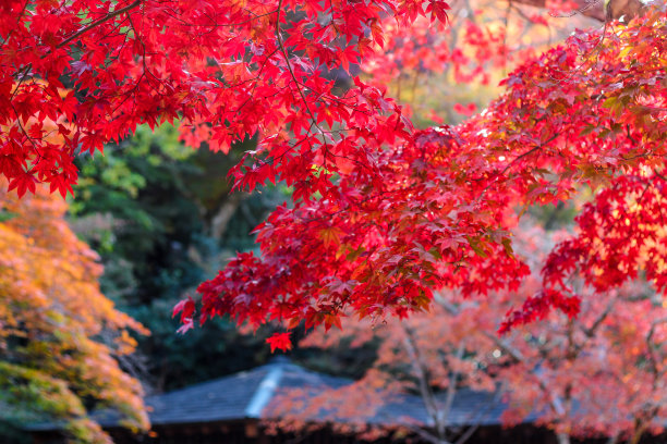 日本秋光生季节五颜六色的枫叶图片下载