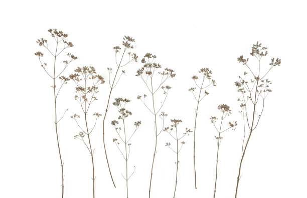 孤立在白色背景上的干燥的田野花。图片下载
