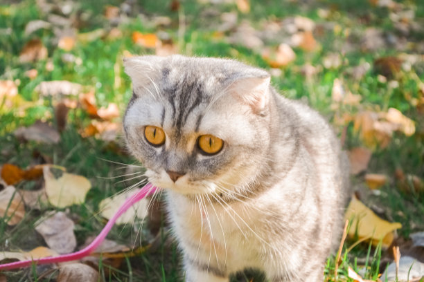 美丽的毛绒绒的猫走在秋天的森林里，带着一个项圈。那只猫正坐在草地上图片下载