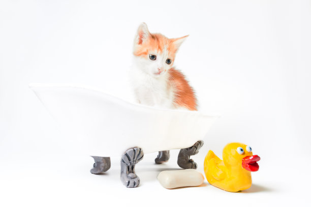 红白相间的小猫坐在一个玩具浴缸里，旁边是一块肥皂和一只黄色的橡皮小鸭图片下载