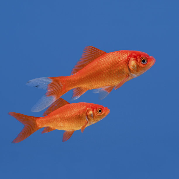 蓝色背景下两条游动的金鱼图片下载
