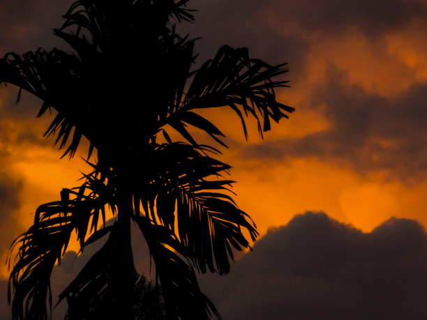 棕榈树的剪影图片下载