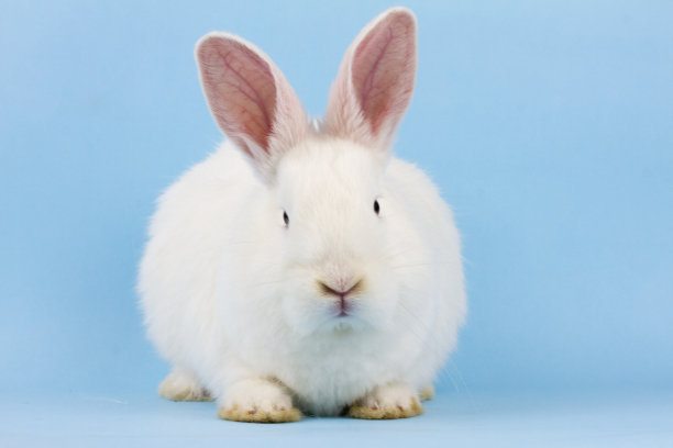 可爱的兔子图片素材ID：387416100