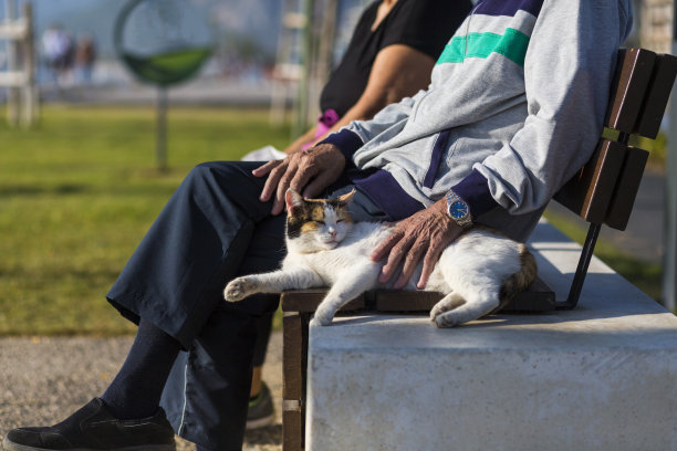 一位老人住在土耳其公园的街道上，他喜欢一只猫图片下载