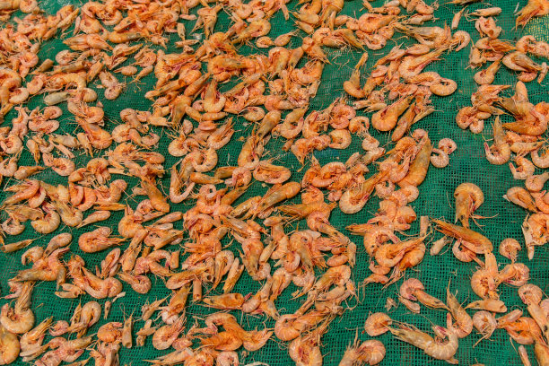 虾在露天的绿色网格上晒干。亚洲传统的罐装方法。图片下载