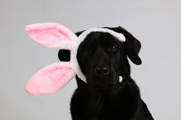 滑稽的黑色拉布拉多头像在工作室与滑稽的兔子耳朵图片下载