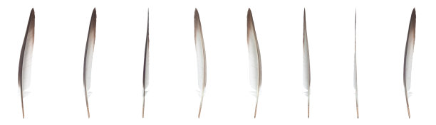 羽毛是鸟的象征之一，飞翔和自由。孤立在白色背景上。图片下载