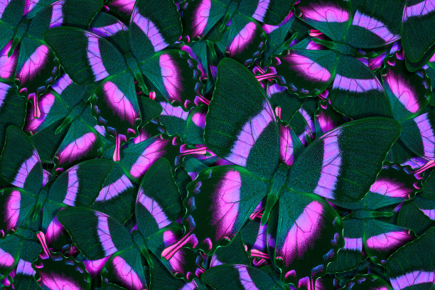 抽象图案由不同的彩色蝴蝶制成图片下载