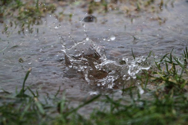 雨落在花园里的一个水坑里图片下载