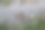 雨落在花园里的一个水坑里图片下载