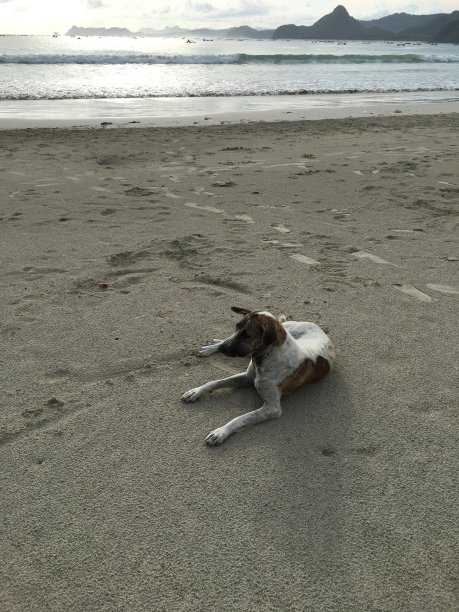 海滩上的狗图片下载