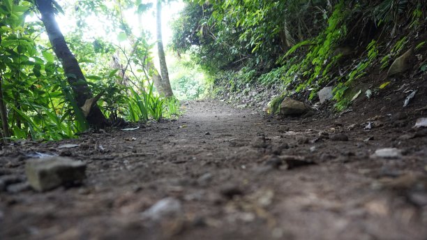 热带森林中的小径图片下载