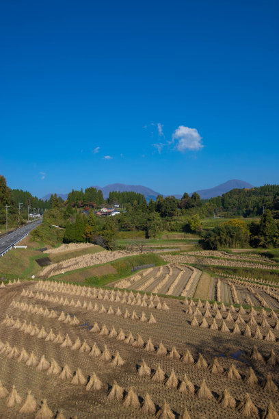 收获后的稻田景观图片下载
