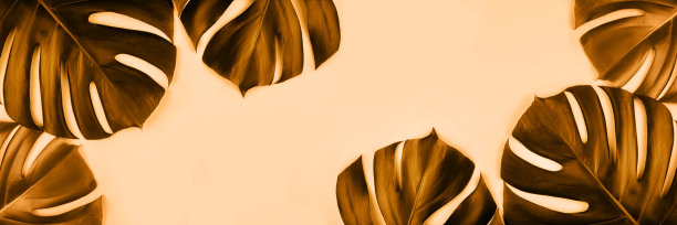 绿色的热带丛林怪物的叶子孤立在绿色的背景。图片下载