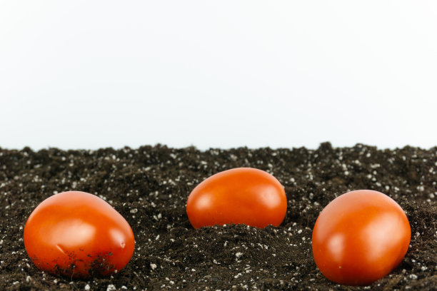 从一个白色背景的蔬菜花园的三个西红柿在地上的观点图片下载