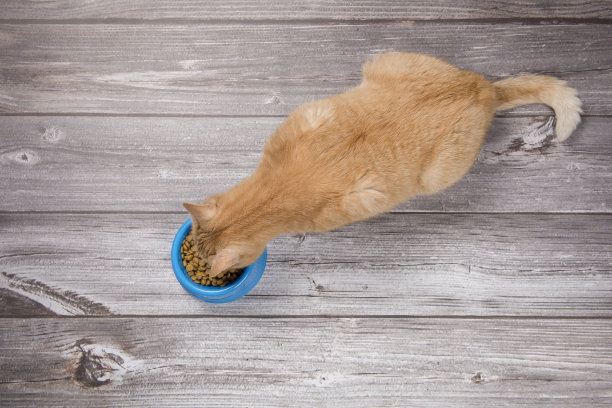 吃橙色的猫从俯视图，而它正在吃从宠物碗图片下载