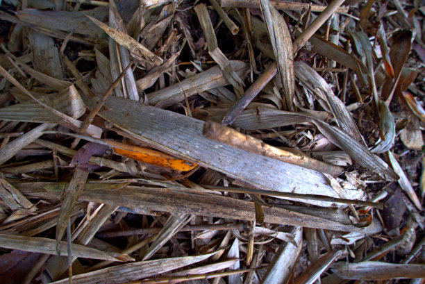 中等大小的干竹叶形成一个侧面图片下载