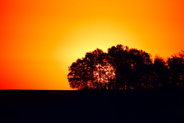 秋树后的日出图片下载