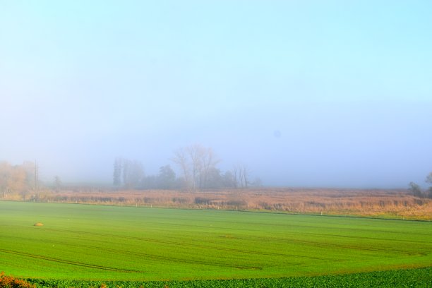 秋天沼泽上有雾图片下载