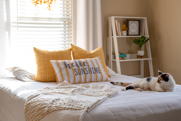 可爱的小猫在早晨的阳光下在床上图片下载