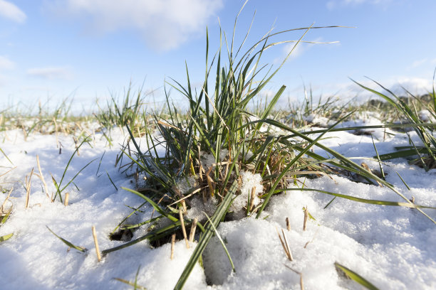 农田里的农业植物图片下载