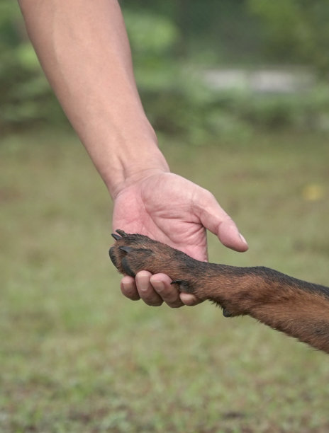 人的手牵着狗的爪子。友谊和伴侣的概念。近距离射杀。图片下载