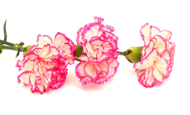 漂亮的白色康乃馨，粉红色边缘孤立在白色背景上图片下载