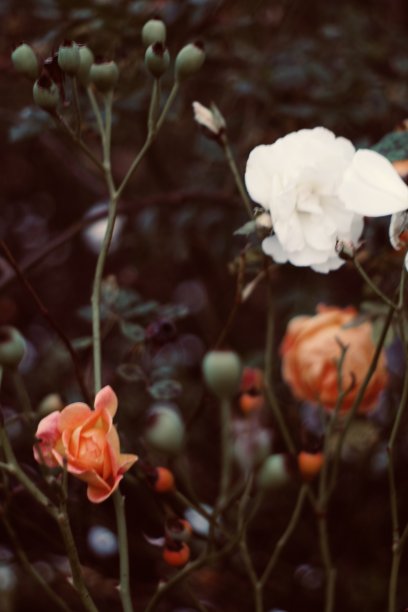 冬天的玫瑰景观图片下载