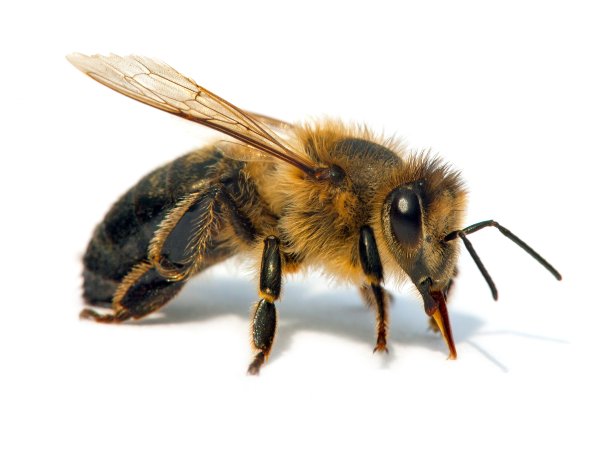 拉丁语Apis Mellifera中的bee或honeybee图片下载