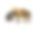 拉丁语Apis Mellifera中的bee或honeybee图片下载