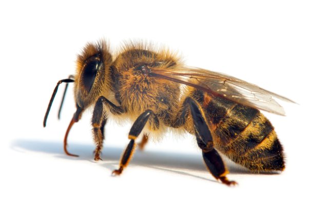 拉丁语Apis Mellifera中的bee或honeybee图片下载