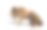 拉丁语Apis Mellifera中的bee或honeybee图片下载