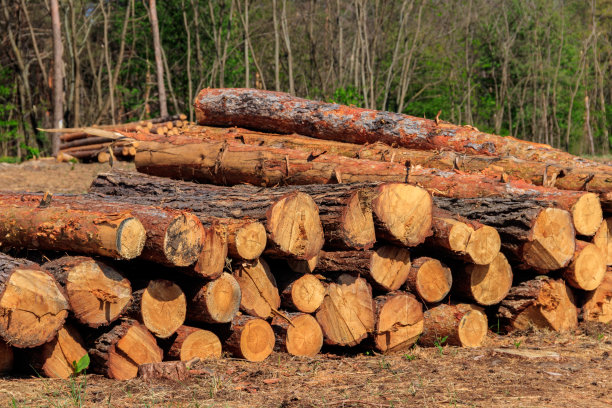 松林中被采伐业砍伐的堆积的树干图片下载