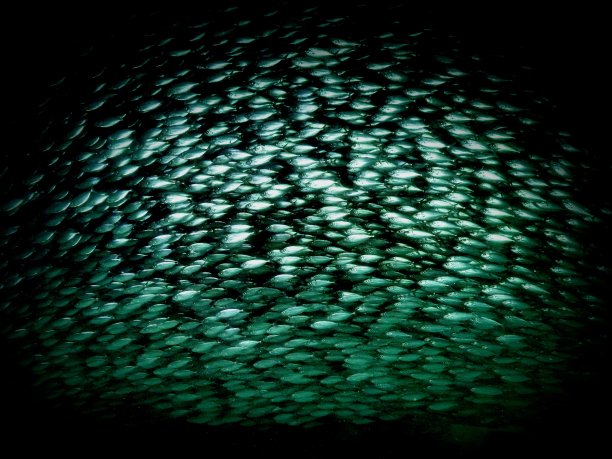 进入诱饵球图片下载