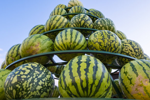 农业收成。西瓜纹理绿色背景，伟大的设计为任何目的。健康食品的背景。图片下载