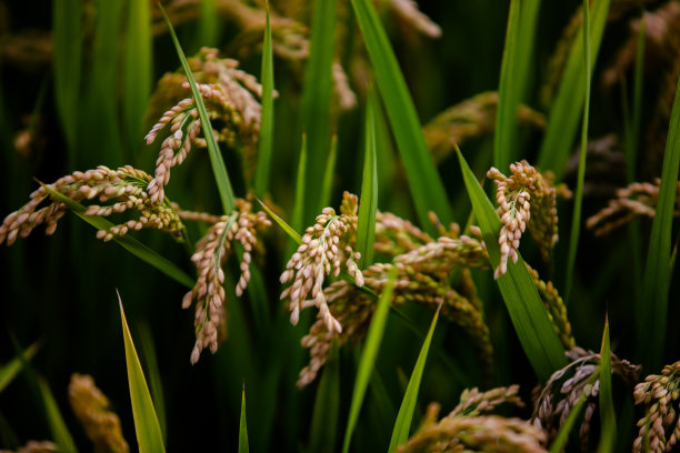 绿色水稻的特写。图片下载